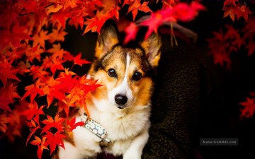 Von Fotos Realistisch Werke - Hund hinter Red Maple Leaves Gemälden von Fotos zu Kunst